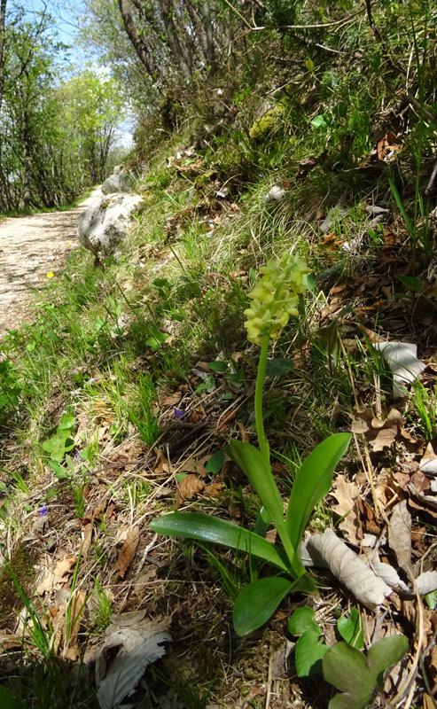 Orchis pallens